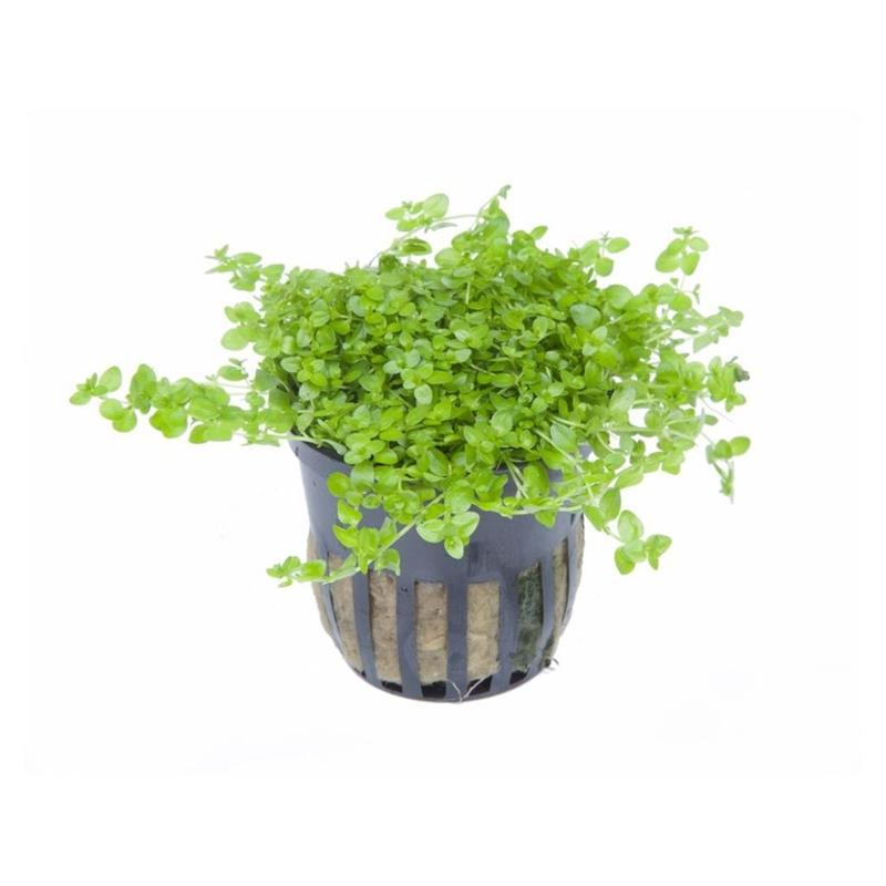 Planta acvariu Micranthemum Glomeratum Tropica - imagine 4